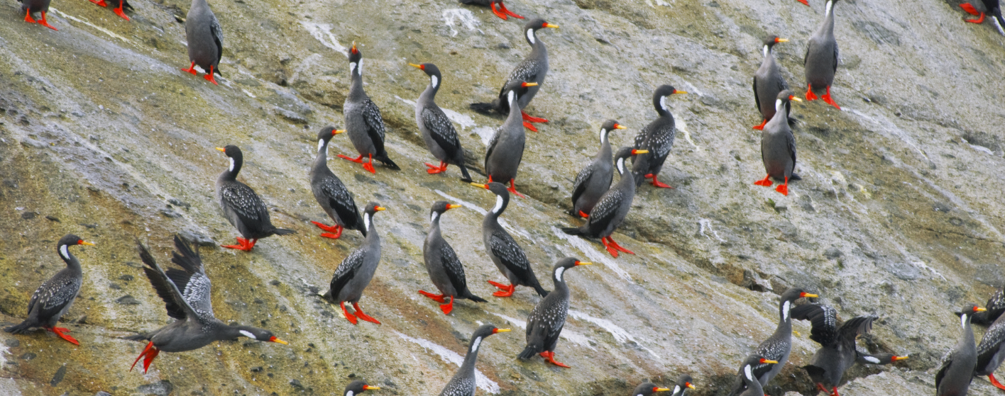 bannerbirds
