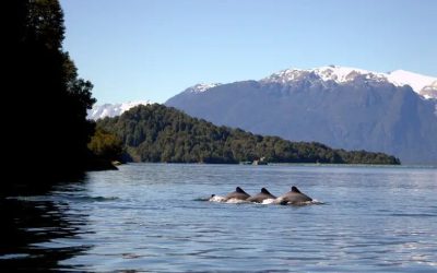 [La Tercera] Estudio identifica preocupantes amenazas para el delfín chileno en la Patagonia Norte: Se apunta a la salmonicultura y redes de enmalle