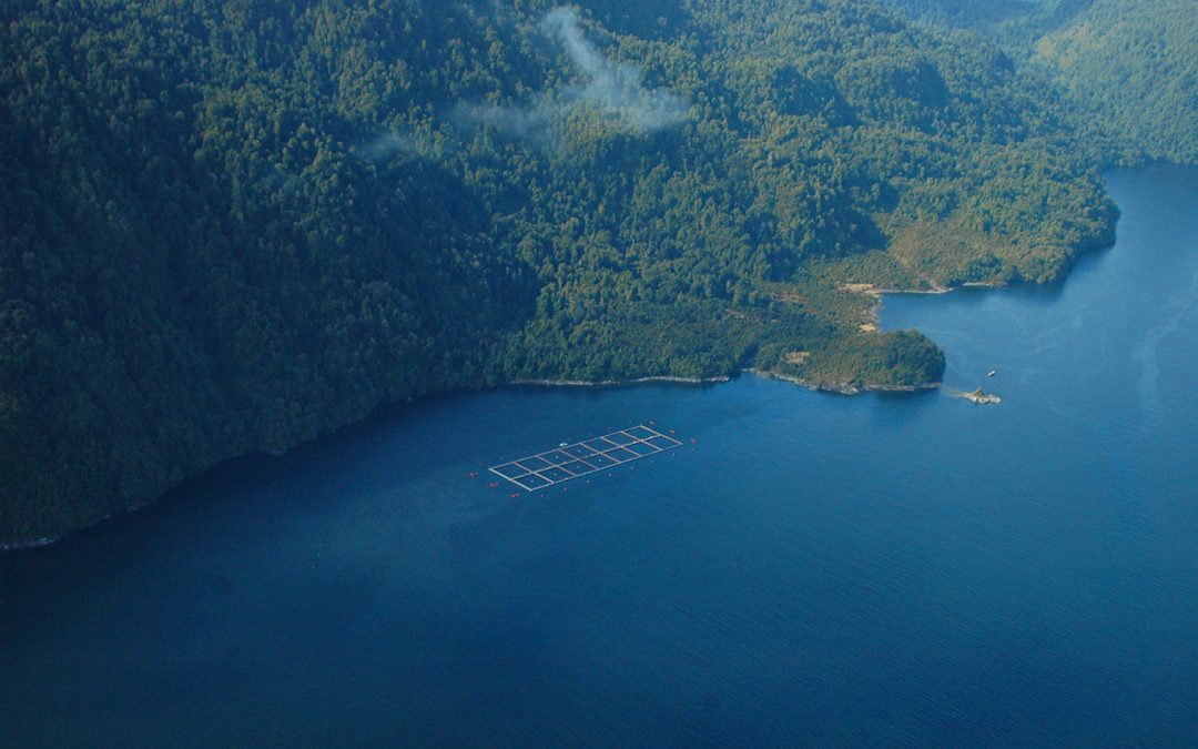 [Campaña] Campaña Salvemos la Patagonia publica catastro sobre concesiones salmoneras en áreas protegidas