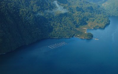 [Campaña] Campaña Salvemos la Patagonia publica catastro sobre concesiones salmoneras en áreas protegidas