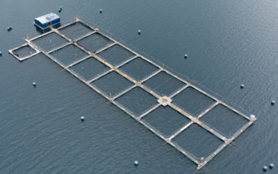 [Carta al director en El Mercurio] SMA y Cooke Aquaculture II