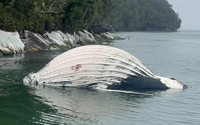 [Salvemos la Patagonia] Encuentran ballenas jorobadas muertas dentro y alrededor de centros salmoneros en áreas protegidas de la Patagonia