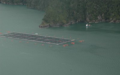 [Campaña] Del dirigente ambientalista Peter Hartmann Samhaber: Liberan completo informe sobre el impacto ambiental de 30 años de salmoneras en áreas protegidas de Aysén