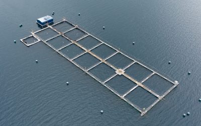 [CIPER] Áreas protegidas de la Patagonia están asfixiadas por el cultivo industrial de salmones