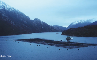 [Bío Bío] Formalización por sobreproducción salmonera: Australis y el daño ambiental en reservas nacionales