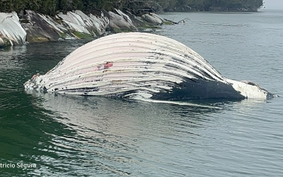 [El Desconcierto] Ballena muerta en Aysén y la responsabilidad de Cooke Aquaculture