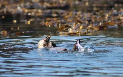 [Crónica digital] Industria salmonera y especies en peligro: Científicos alertan sobre su impacto en la fauna marina de Chile