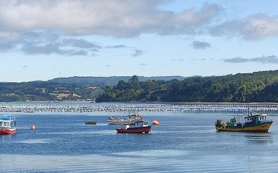 [El Periodista] Organización de Aysén revela «prontuario ambiental» de salmoneras Ventisqueros y Cooke Aquaculture