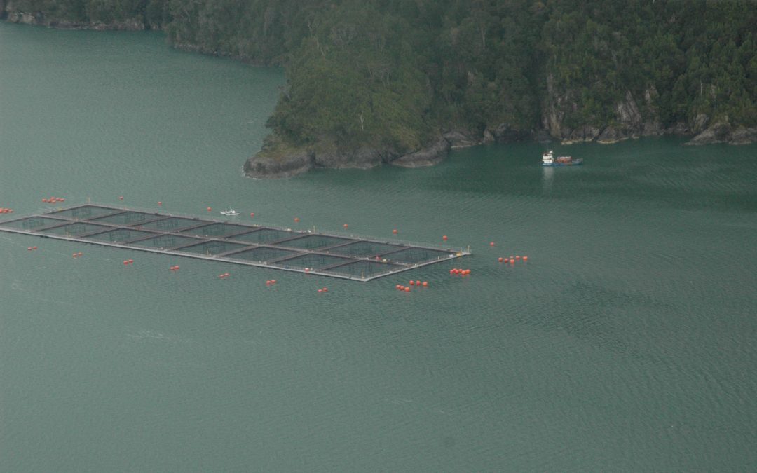[Campaña] Del dirigente ambientalista Peter Hartmann Samhaber: Liberan completo informe sobre el impacto ambiental de 30 años de salmoneras en áreas protegidas de Aysén