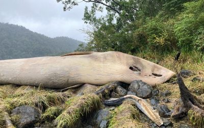 [El Divisadero] En el sector del estero Cupquelan encuentran cetáceo fallecido: Armada y Sernapesca investigan el caso