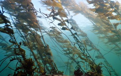 [El Desconcierto] “La Patagonia es el último gran refugio climático para los bosques submarinos en el mundo”, alerta científico científico marino