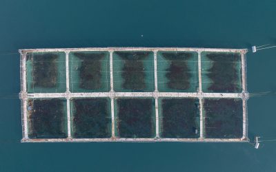 [El Desconcierto] Científico marino: “La salmonicultura es un sistema diseñado para maximizar ganancias, no para alimentar a la población”