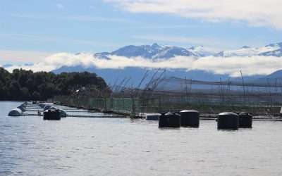Salmoneras recibieron $28.598 millones en subsidios a la mano de obra mientras infringieron derechos laborales