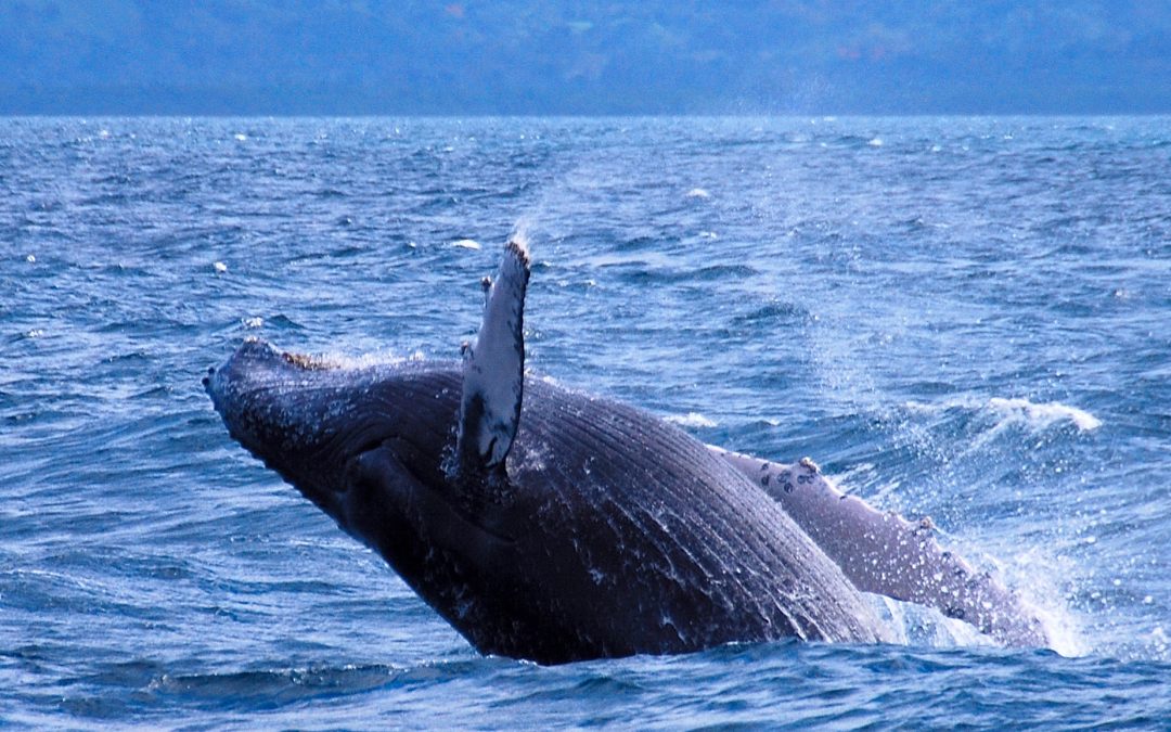 [Radio Montecarlo] Vida en el mar austral: Todo apunta a que industria del salmón está afectando gravemente conservación de ballenas