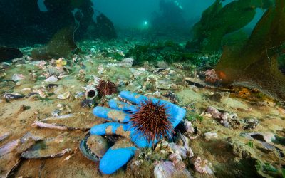 [El Desconcierto] Fiordos contaminados con plásticos, piojos de mar y antibióticos: Lo que ha encontrado la ciencia en mares donde opera la salmonicultura