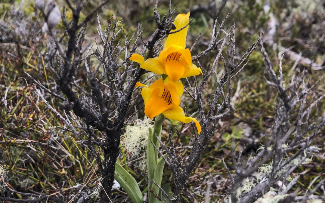 [El Divisadero] Biodiversidad, una palabra incómoda