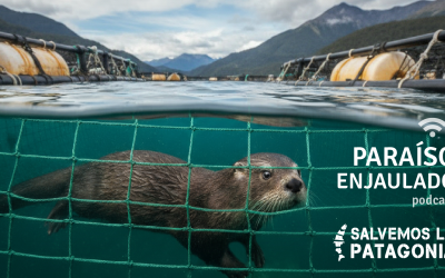 Tercer capítulo del podcast Paraíso Enjaulado: Lo que dice la ciencia sobre la industria salmonera