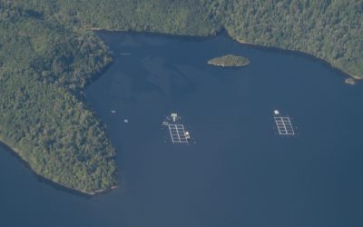 Revelan crecimiento explosivo de la industria salmonera dentro de parques y reservas nacionales