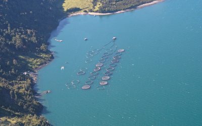 [El Divisadero] La arriesgada apuesta por la monoproducción salmonera