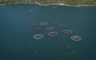 [Ladera Sur] Análisis del Sistema de Información Ambiental revela malas prácticas de salmoneras que operan en áreas protegidas