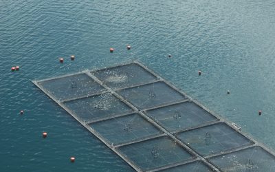 [Diario Sostenible] ONG’s de Estados Unidos y Chile publican informe sobre impacto ambiental de reconocida salmonera