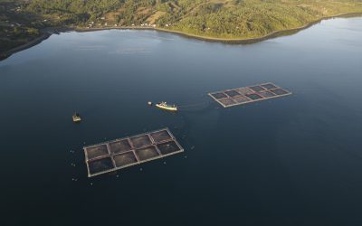 [El Clarín Chile] Áreas protegidas bajo amenaza: investigación revela explosiva expansión de la salmonicultura dentro de parques y reservas de la Patagonia