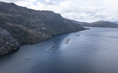 [El Divisadero] Estudio alerta: Producción salmonera crece 7 veces más rápido en áreas protegidas que en zonas sin protección