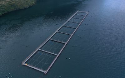 [El Desconcierto] Muestran cómo las salmoneras se expanden en parques y reservas nacionales: Más de 300 concesiones activas en áreas protegidas