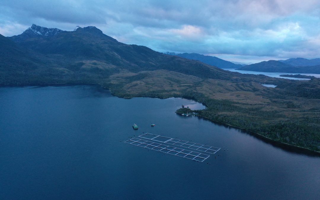 [Interferencia] Estudio alerta: Producción salmonera crece siete veces más rápido al interior de áreas protegidas que en zonas sin protección