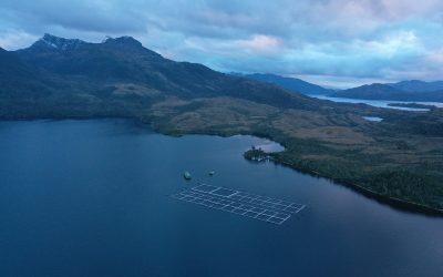 [Interferencia] Estudio alerta: Producción salmonera crece siete veces más rápido al interior de áreas protegidas que en zonas sin protección