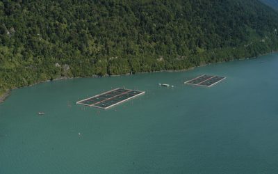 [Radio JGM] Rusia mantiene prohibición de exportaciones a siete plantas salmoneras chilenas: cuatro operan dentro de áreas protegidas