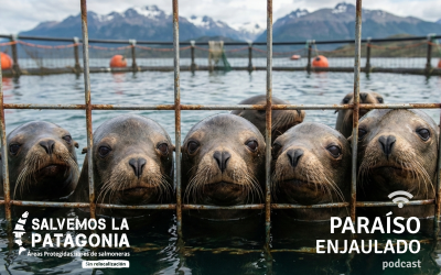 Paraíso Enjaulado cierra su primera temporada con un análisis legal sobre la industria salmonera en áreas protegidas