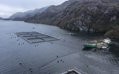 [CIPER Chile] Cambio de norma permite intensificar la producción en 55 centros salmoneros a pedido de 3 empresas