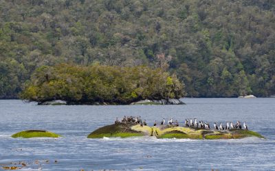 Reflexiones e ideas marinas