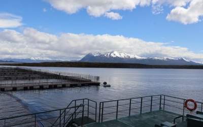 [Reportea] Salmoneras en áreas protegidas: el 30 % de sus infracciones ambientales ocurrió en parques y reservas nacionales