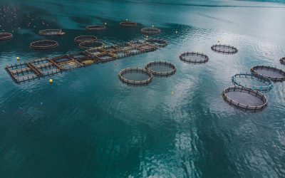 [El Divisadero] Corte de Apelaciones de Puerto Montt instruye a Subpesca entregar información clave de agenda salmonera del gobierno