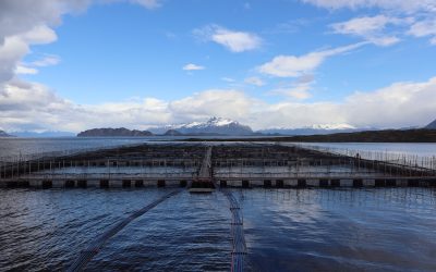 [Mongabay Latam] Salmoneras en áreas protegidas de Chile: el 30 % de sus infracciones ambientales ocurrió en parques y reservas nacionales