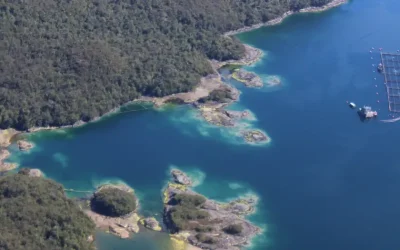 [Deutsche Welle] Salmoneras en la Patagonia: ¿qué pasa bajo la superficie?