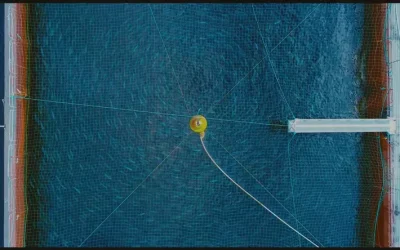 [El Desconcierto] Alertan que Ley Miscelánea reduce estándares ambientales para salmoneras e interviene en el Poder Judicial