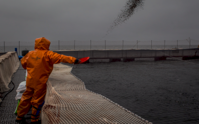 [Mongabay] Empresa salmonera va a la Justicia para hacer caer una protección especial en reservas marinas