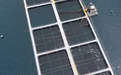[El Desconcierto] Regular menos para producir más: el mensaje a la industria salmonera
