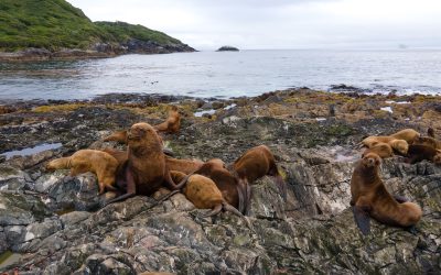 [El Mostrador] El rediseño silencioso de la política de biodiversidad: ¿El SBAP será león o gatito?