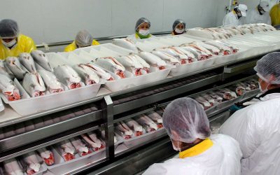 [CIPER Chile] 12 salmoneras registran 435.546 toneladas de producción al margen de la ley por eludir la evaluación ambiental