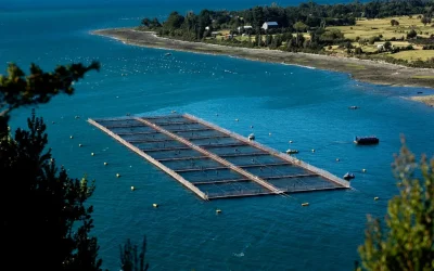 [País Circular] Declaración Pública: Organizaciones rechazan la flexibilización de estándares ambientales para la industria salmonera en Chile