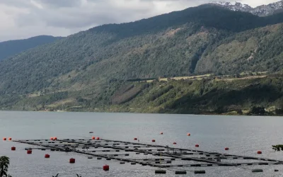 [El Desconcierto] Organizaciones ambientales acusan retroceso por cambios a evaluación de salmoneras en Chile