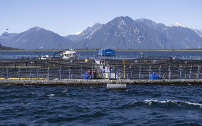 [Ladera Sur] DECLARACIÓN | Organizaciones manifiestan rechazo por flexibilización de estándares ambientales para salmoneras en Chile