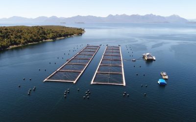 [Mundo Acuícola] Corte de Apelaciones confirma decisión que ordena a Subpesca entregar antecedentes de proyectos técnicos salmoneros anteriores a 1997