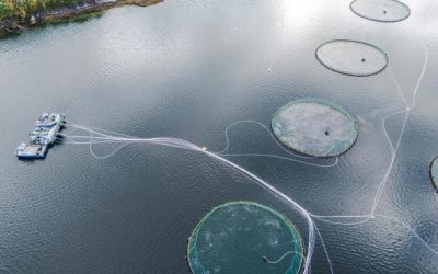 [Huffington Post] Los fiordos de Noruega se ahogan en excrementos de salmón: «Equivalen a las aguas residuales de hasta 30 millones de personas»