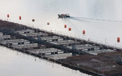 [La Nueva Mirada] Chile, un regalo para la industria del salmón