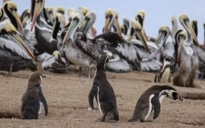 [Biobio Chile] Ambientalistas cuestionan ante el TC la megarreforma y advierten retrocesos en protección ambiental
